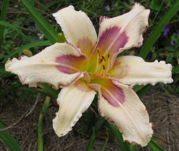 Julie Newmar Daylily