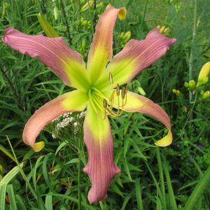 Laughing Skies Daylily