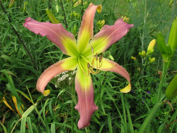 Laughing Skies Daylily