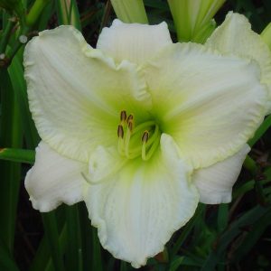 Lime Frost Daylily