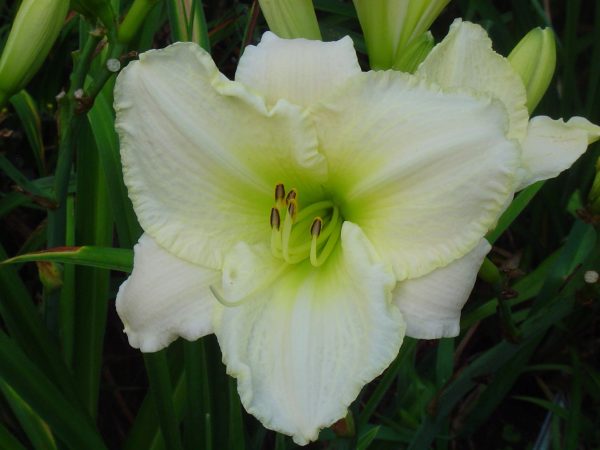 Lime Frost Daylily
