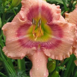 Mystical Rainbow Daylily