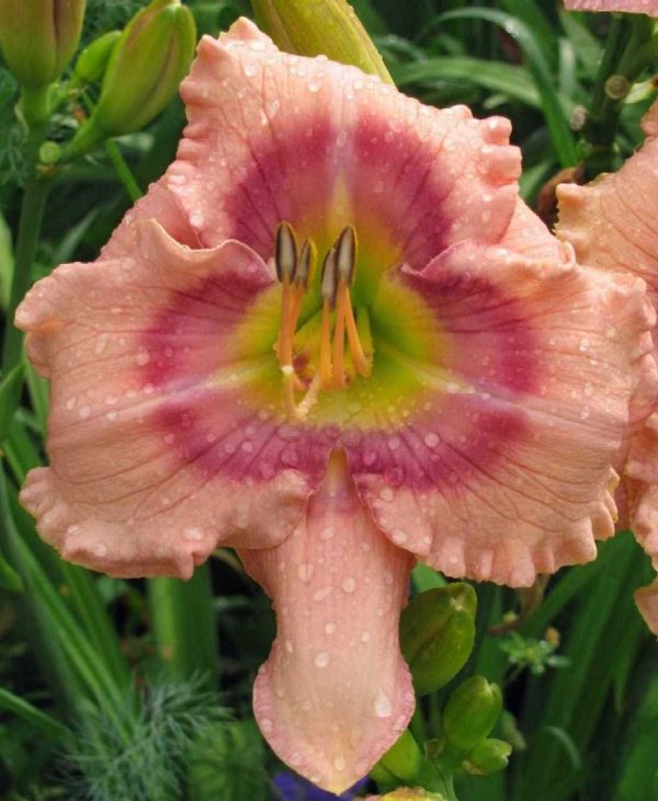 Mystical Rainbow Daylily