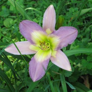 Nile Crane Daylily
