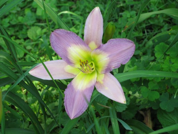 Nile Crane Daylily