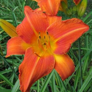 Orange Vols Daylily