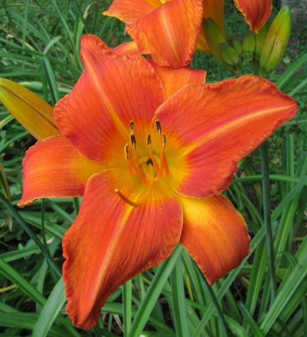 Orange Vols Daylily