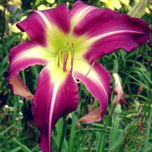 Peacock Maiden Daylily