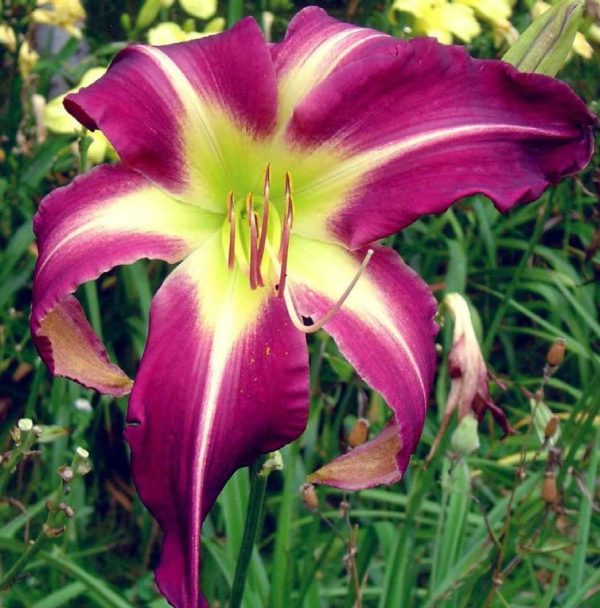 Peacock Maiden Daylily