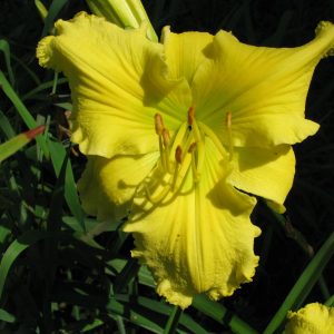 Planet Claire Daylily