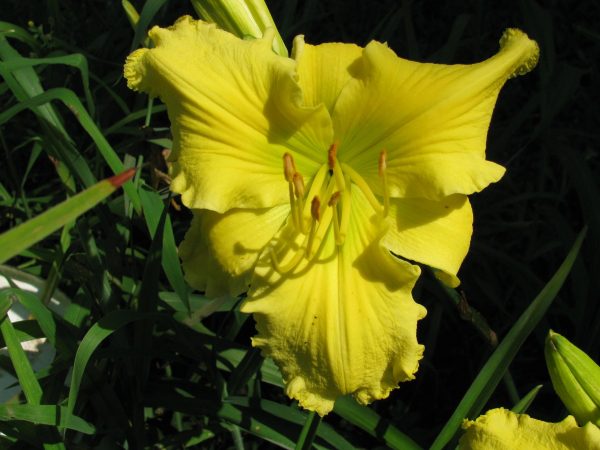 Planet Claire Daylily