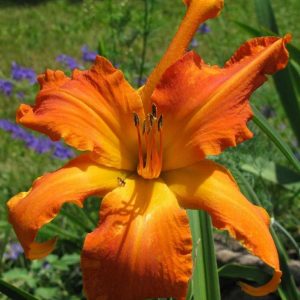 Primal Scream Daylily