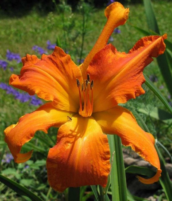 Primal Scream Daylily