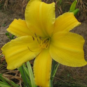 Sears Tower Daylily