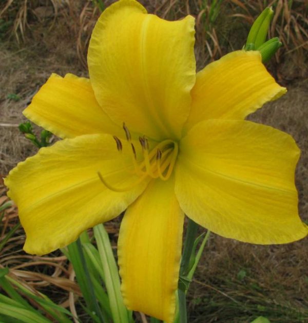 Sears Tower Daylily