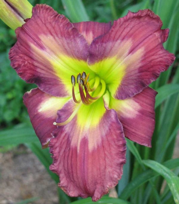 Shadow Passage Daylily
