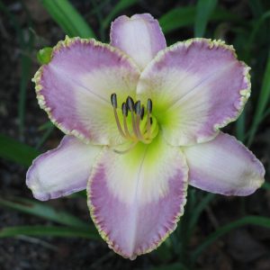 Spiritual Corridor Daylily