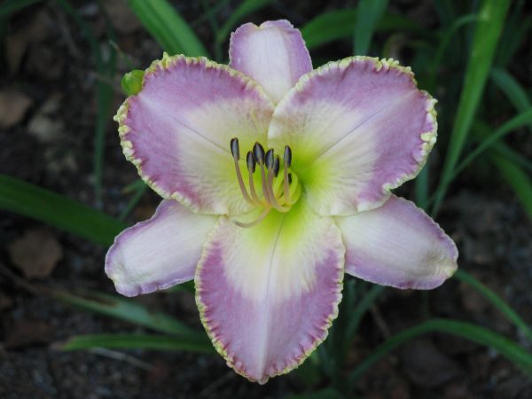 Spiritual Corridor Daylily