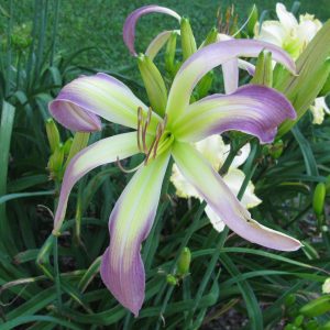 Stick Figure Daylily