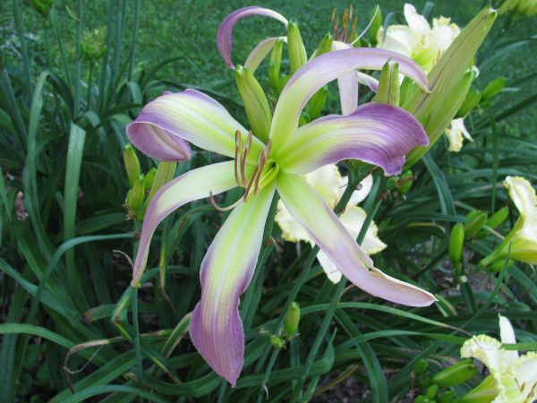 Stick Figure Daylily