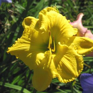 Supreme Empire Daylily