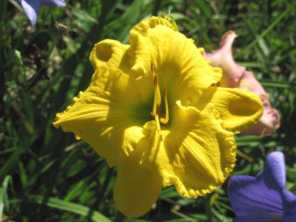 Supreme Empire Daylily