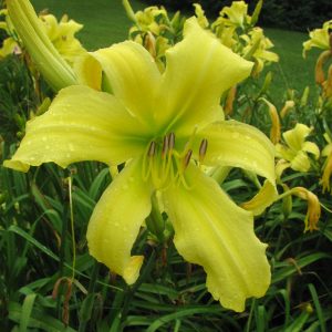 Twist of Lemon Daylily