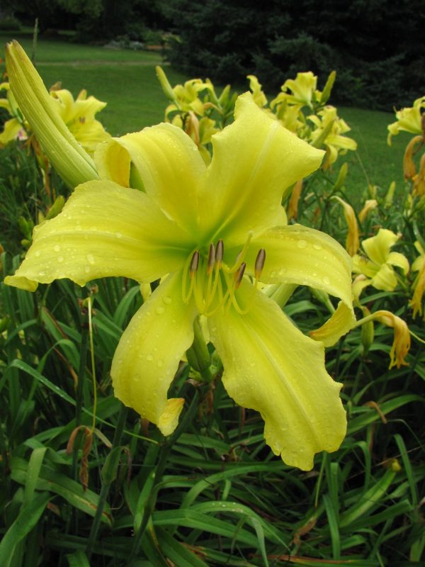Twist of Lemon Daylily