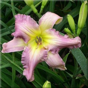 Wind in the Rigging Daylily