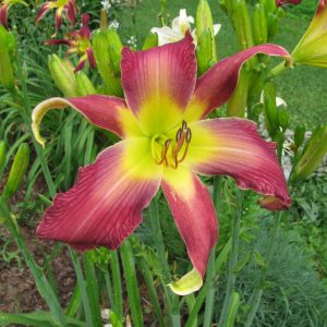 Wings on High Daylily