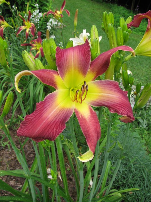 Wings on High Daylily