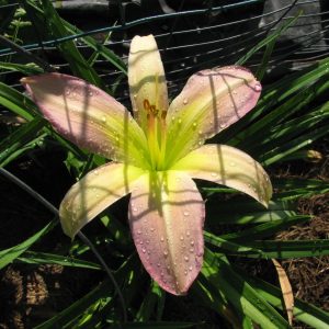 Blue Dolphin Daylily