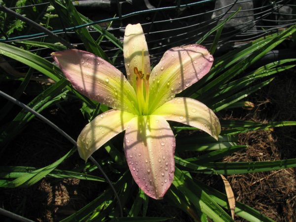 Blue Dolphin Daylily