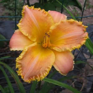 Glowing Quasar Daylily