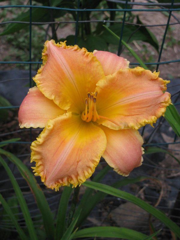 Glowing Quasar Daylily